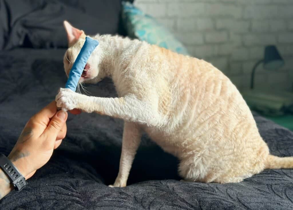 Big Cat Wife Comparison: Top Picks for Safe Pet Playtime