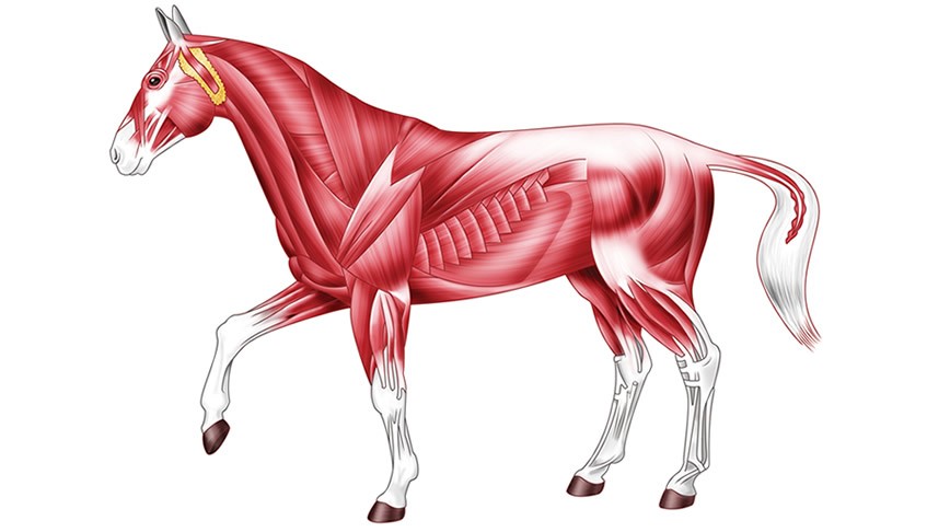 What Is Horse Bulk and How to Build Muscle Fast Today