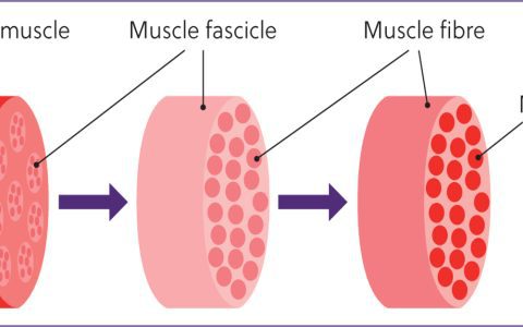 What Is Horse Bulk and How to Build Muscle Fast Today