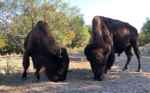 How to Optimize Bison Daily? Make It Work Better in 4 Easy Ways!